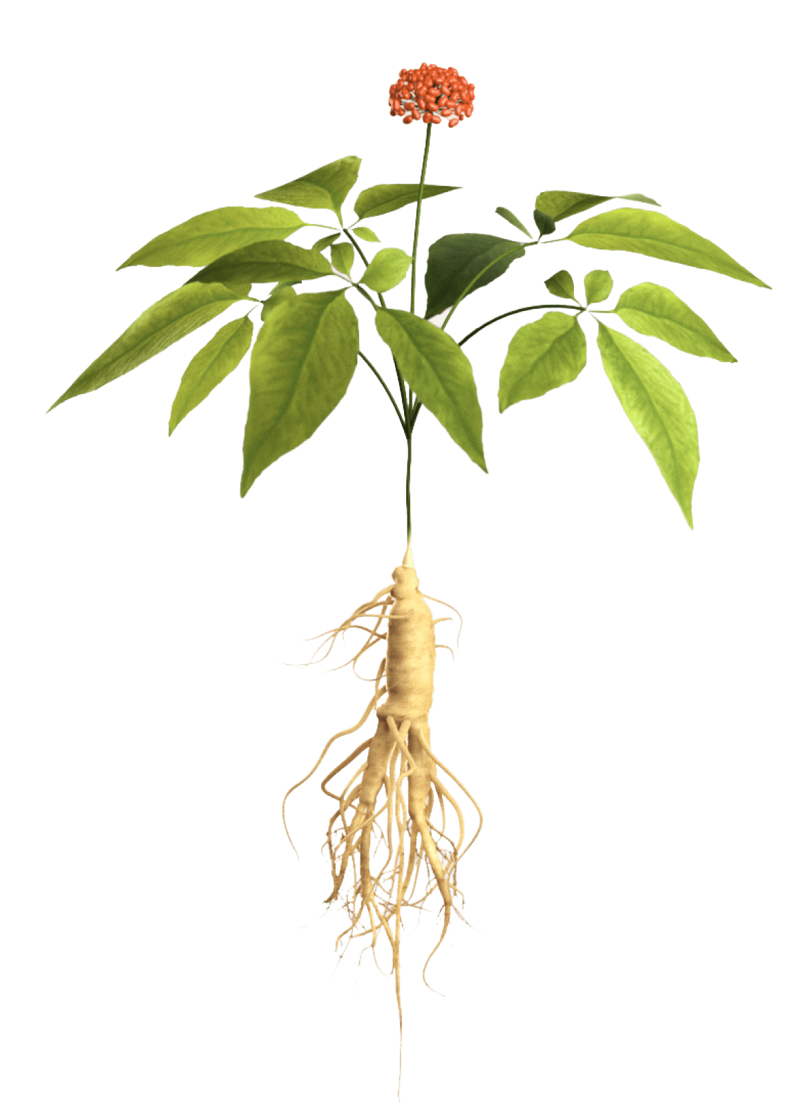 Ginseng 1