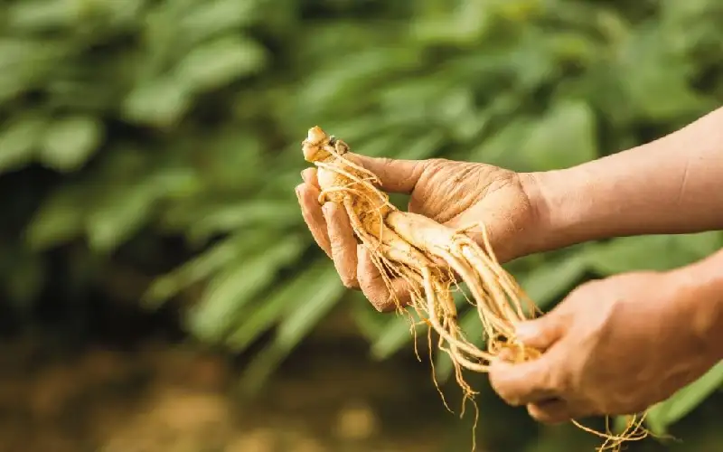 Nhân Sâm Hàn Quốc là một loại dược liệu quý