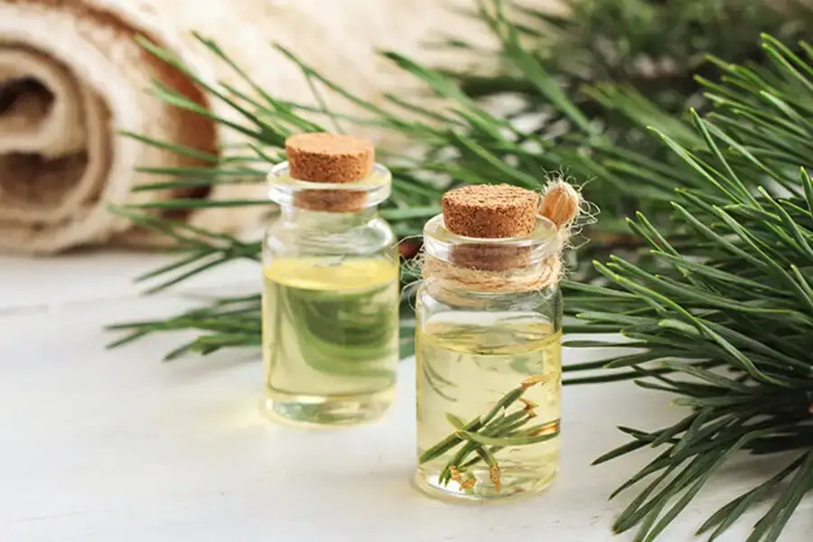 Tinh dầu thông đỏ là món quà thiên nhiên ban tặng
