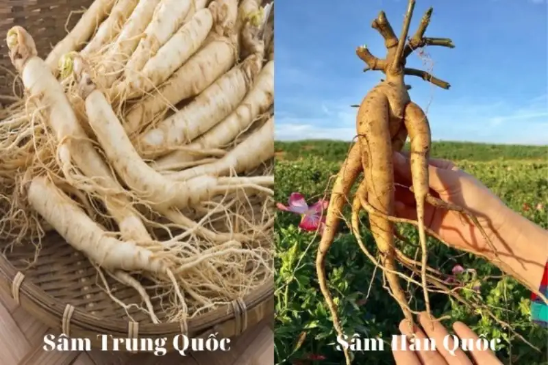 Sự khác nhau giữa sâm Hàn Quốc và sâm Trung Quốc