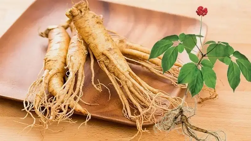 Nhu cầu sử dụng nhân sâm ngày càng tăng cao
